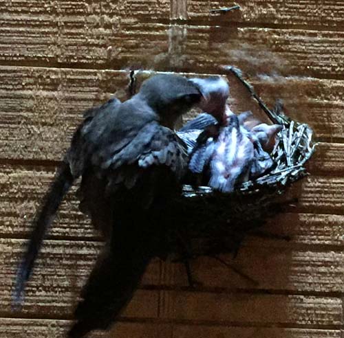8 day old chimney swifts being fed